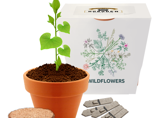 Express Clay Pot Gardens – Example Artwork (3D) (EXP-003)